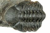 Curled Reedops Trilobite - Atchana, Morocco #312341-2